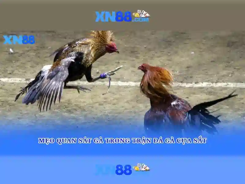 Trò chơi và cược đa dạng