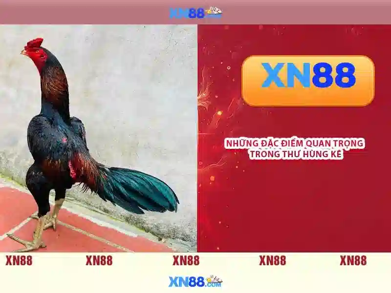 Nguồn gốc và sứ mệnh của trang xn88