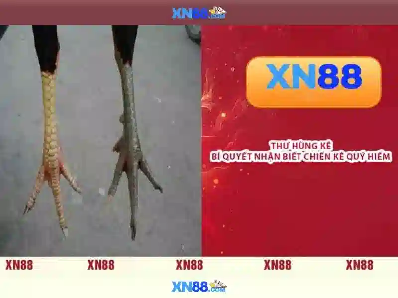 xn88 khuyến mãi – tổng quan và giá trị cốt lõi