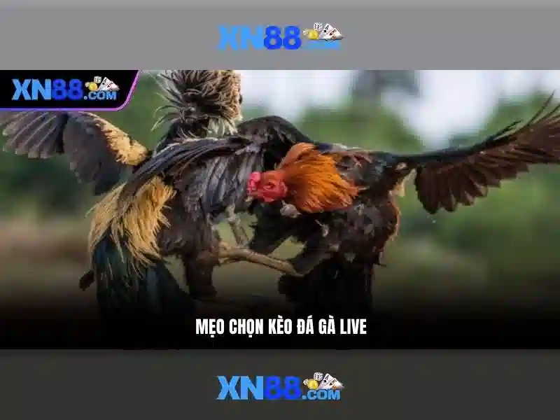 XN88: Nền tảng cược trực tuyến phổ biến và những điều bạn cần biết Giao diện nhà cái hoàn hảo