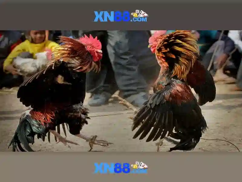 Giao diện nhà cái hoàn hảo